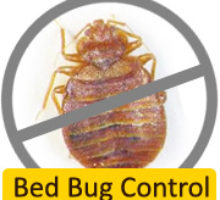 bed bugs1