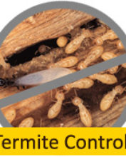 termites1