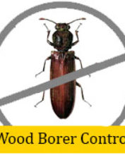 wood borrer1